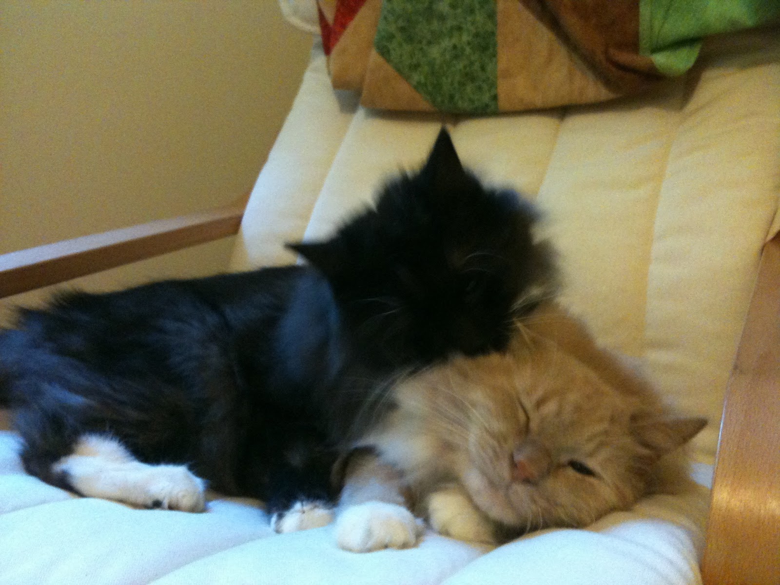 Gay For Cats