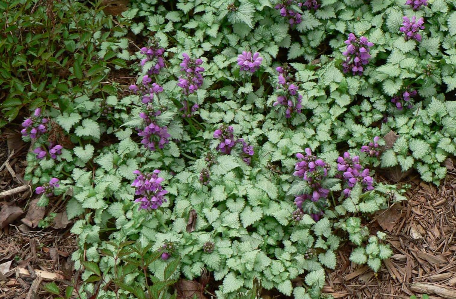 Lamium Orchid Frost