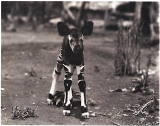 Funny Okapi