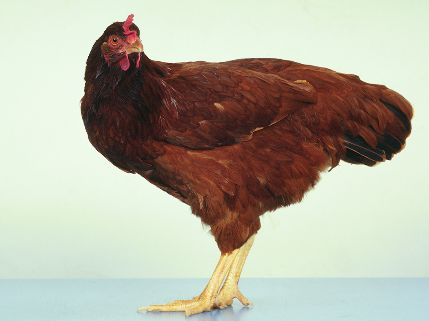 Veterinary Key Points The Story of Crystal, The Chicken That Ate Metal