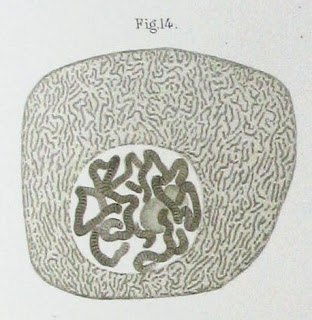 Function Of Nucleolus
