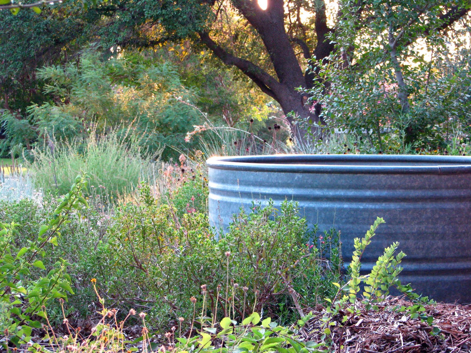 Plano Prairie Garden August 2011