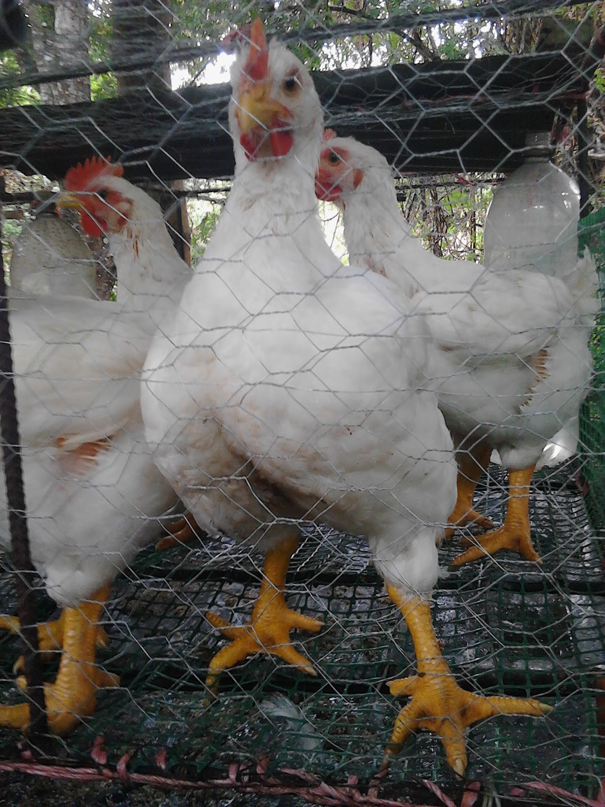  pollos nilo lo mejor de colombia