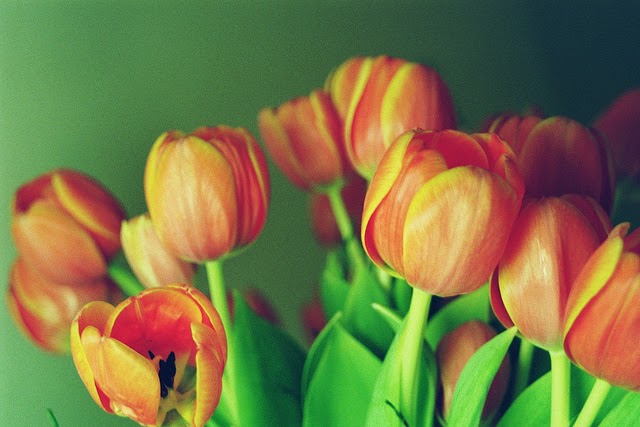 Flores Nacionales : Holanda, tulipanes.