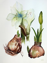 Amaryllis