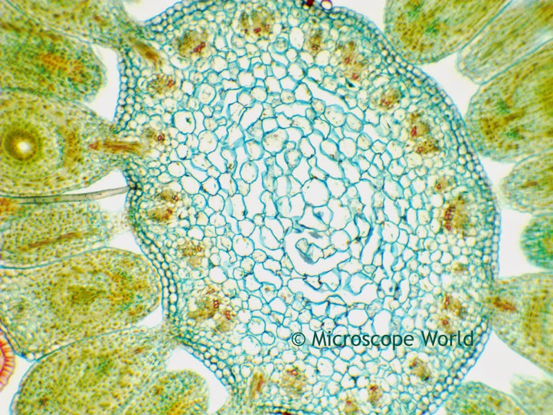Monocot and dicot captured at 100x under the microscope.