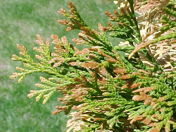 Co Horts Dry Soils And Tree Watering