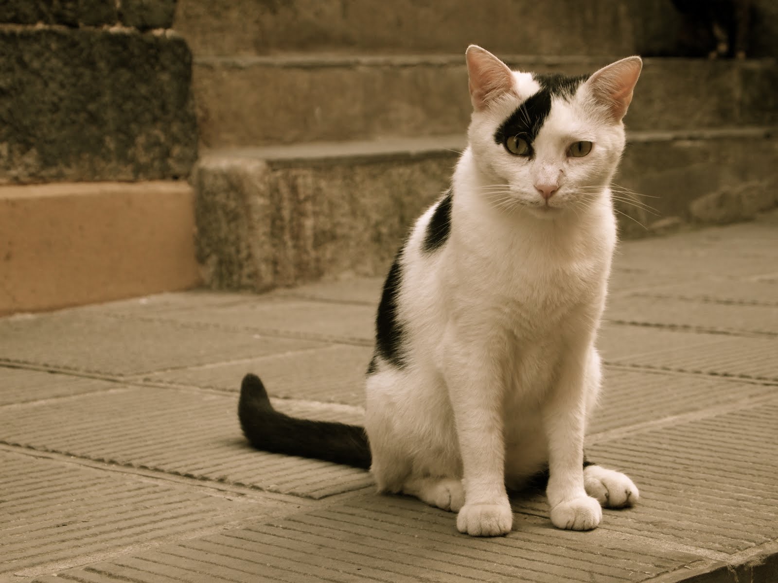 Catsparella Beautiful Images of Cats in Italy (Reader Submitted)