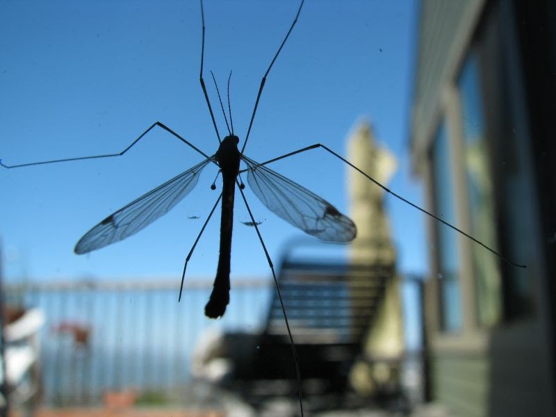 backyard critter watch Mosquito Eaters, aka Crane flies