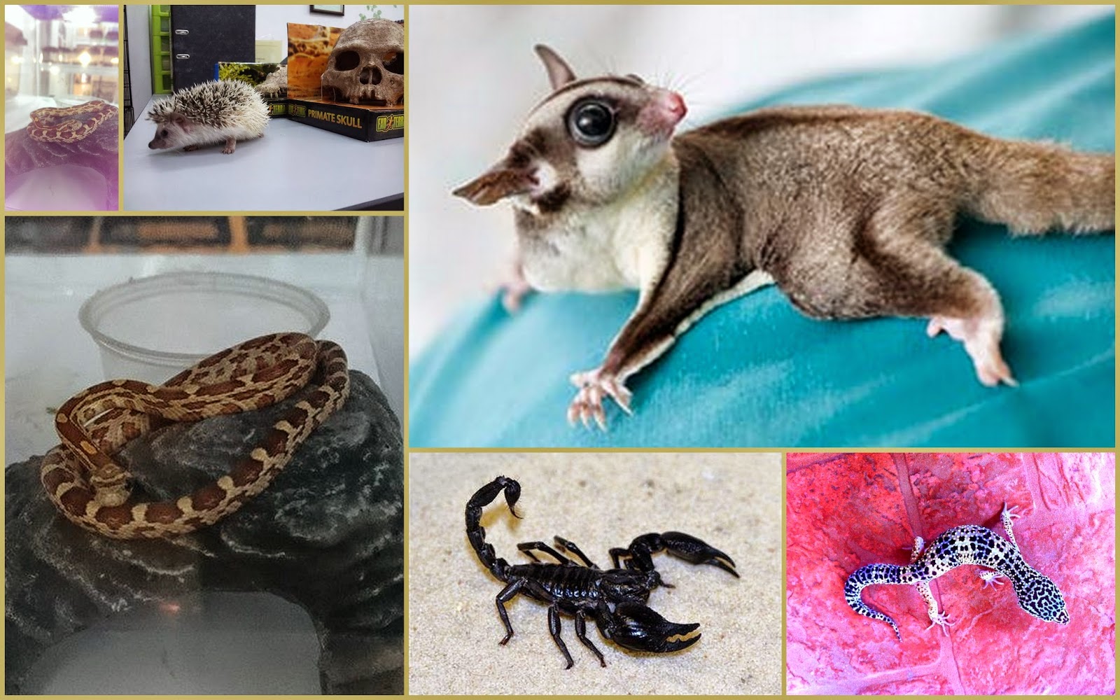 Exotic Pets: EXOTIC REPTILE'S PARADISE