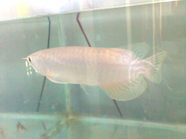 INFO BUDIDAYA: Golden Pino Arwana