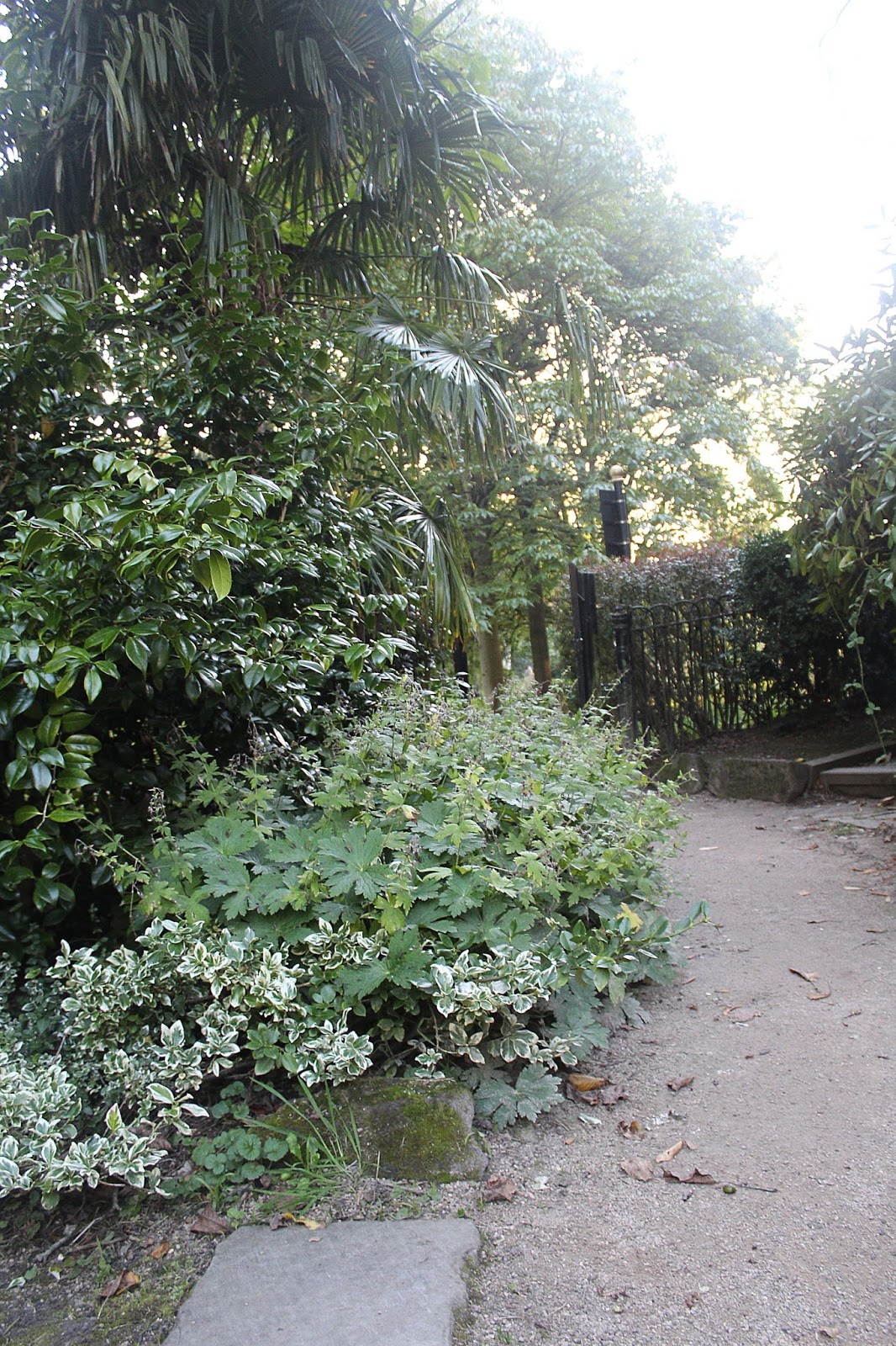 Find Some Euonymus For Your Garden