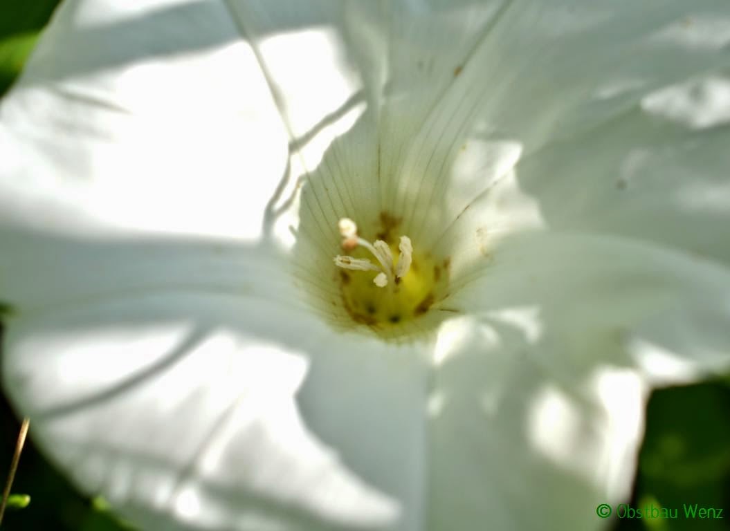 Blüte, Blume Blüte, Blume