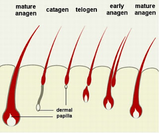 Hair Loss In Young Men