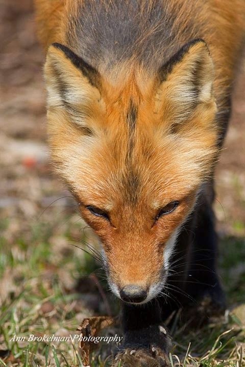 Fox