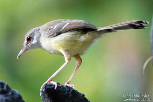 cara memilih dan perawatan Burung ciblek Seputar Informasi