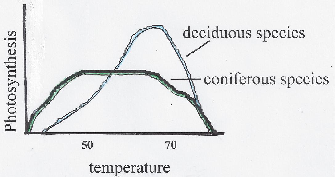 PINE HOLLOW ARBORETUM Why Evergreens are Green in Winter Winter Photosynthesis