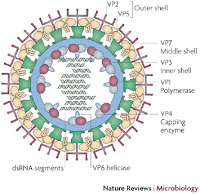 Cấu trúc kháng nguyên bề mặt của bluetongue virus.