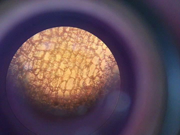 Zanahoria Vista En El Microscopio