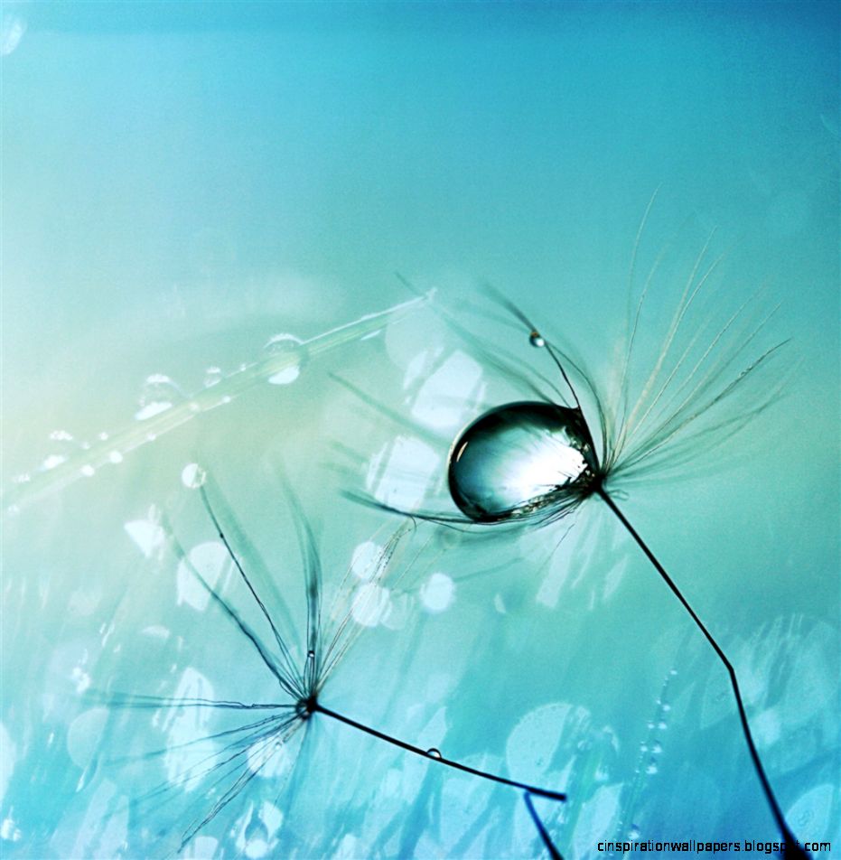 Water Drop on Seed iPad Air Wallpaper Download  iPhone Wallpapers Water Drop on Seed iPad Air Wallpaper Download  iPhone Wallpapers