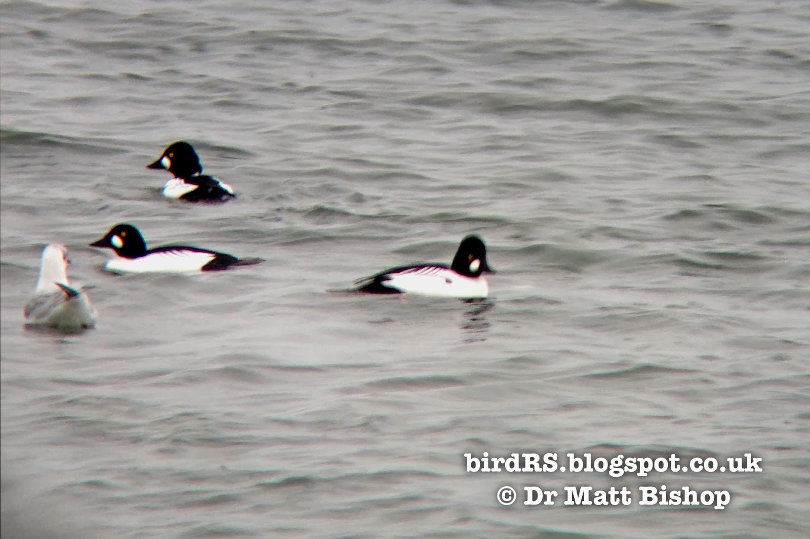 Birdrs December 2013