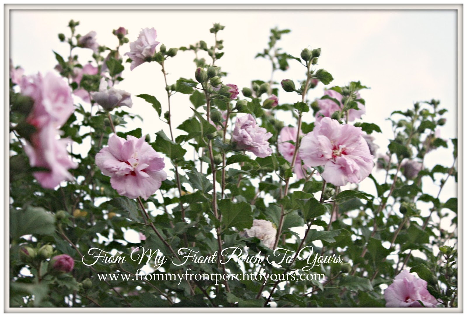 From My Front Porch To Yours My Mother's Garden
