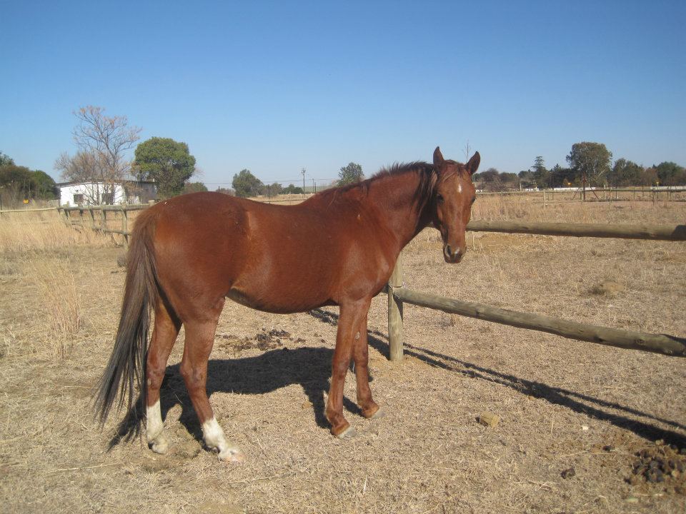 Sport Horse Broker Anglo Arab for Sale