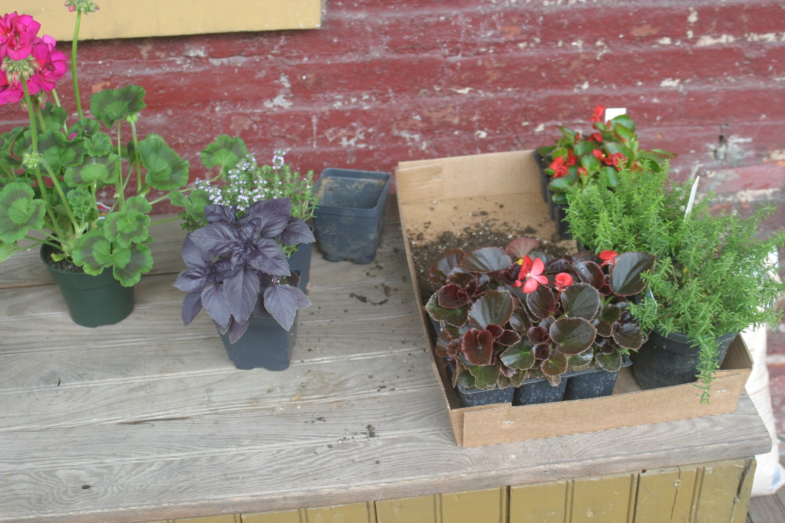 Thrift at Home Herbs and Flowers in my Porch Pots