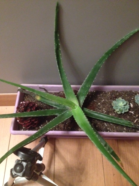 Leolife Aloe Vera Cogaltma Ve Bakimi