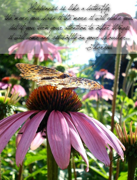 Into the Wild Literature Project: Favorite Famous Quotes in The Novel