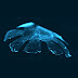 นักวิจัยใช้เซลล์หัวใจหนูสร้าง “แมงกะพรุนเทียม” ที่รู้วิธีว่ายน้ำ