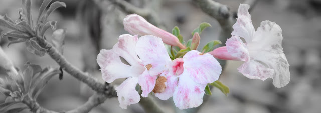 Adenium Obesum flower desert rose