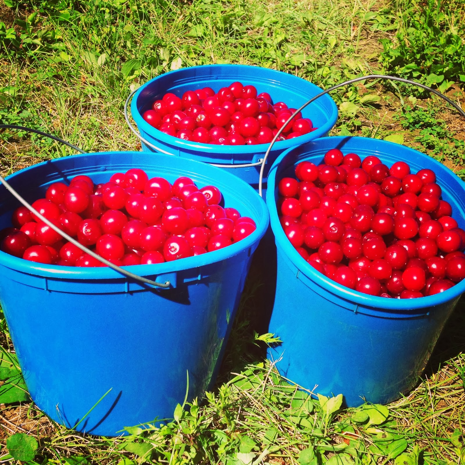 Chicago Jogger Door County Cherry Cobbler.