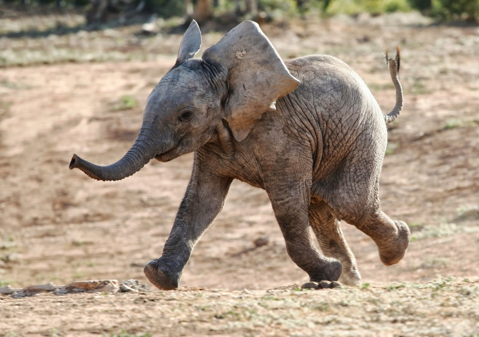 2014-01-Baby-Elephant-Run-Wallpaper-HD.j
