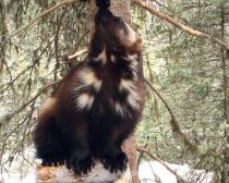 Wolves, Wolf Facts, Cougars, Cougar Facts, Coyotes, Coyote Facts