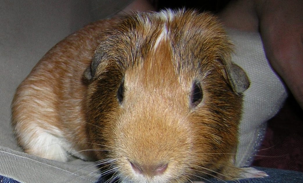 Cavy Savvy A Guinea Pig Blog Neutering Guinea Pigs