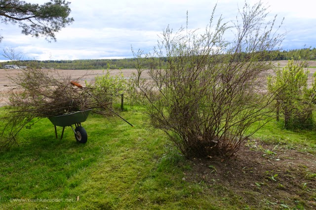 The bush after trimming Pensas kutistui puoleen