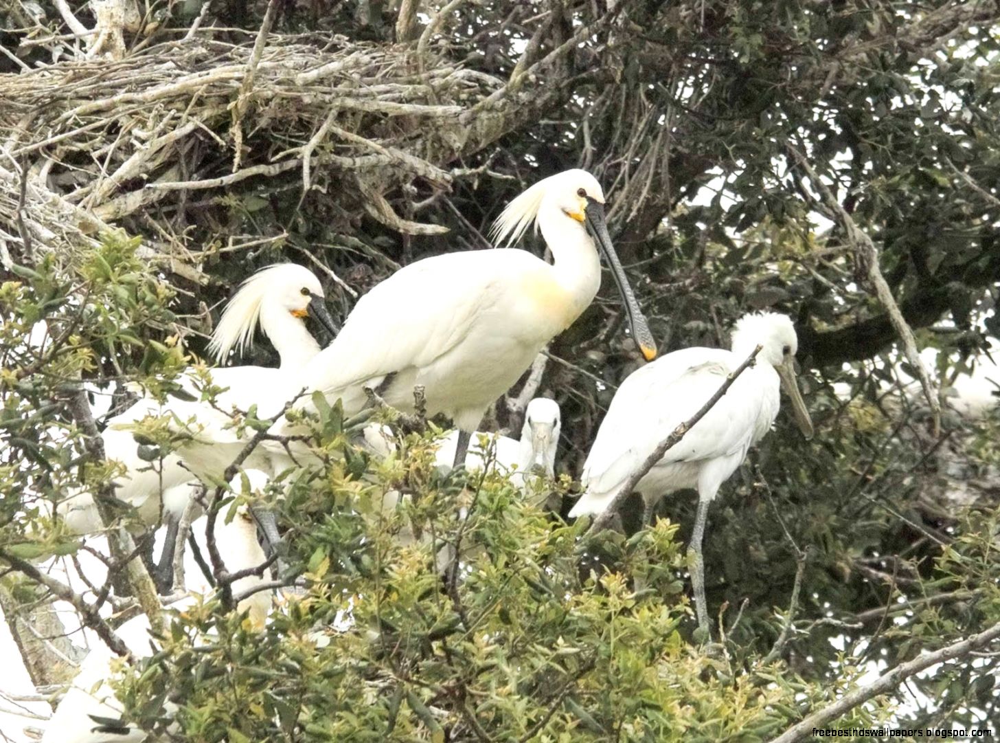 Eurasian Spoonbill Eurasian Spoonbill