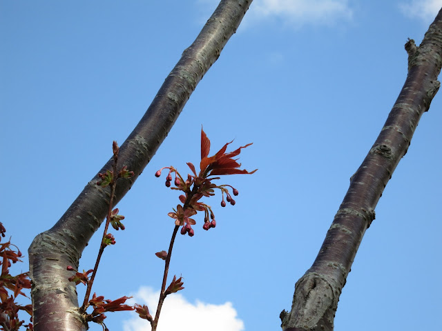 Cherry flower buds between two branches of tree with blue sky behind.
