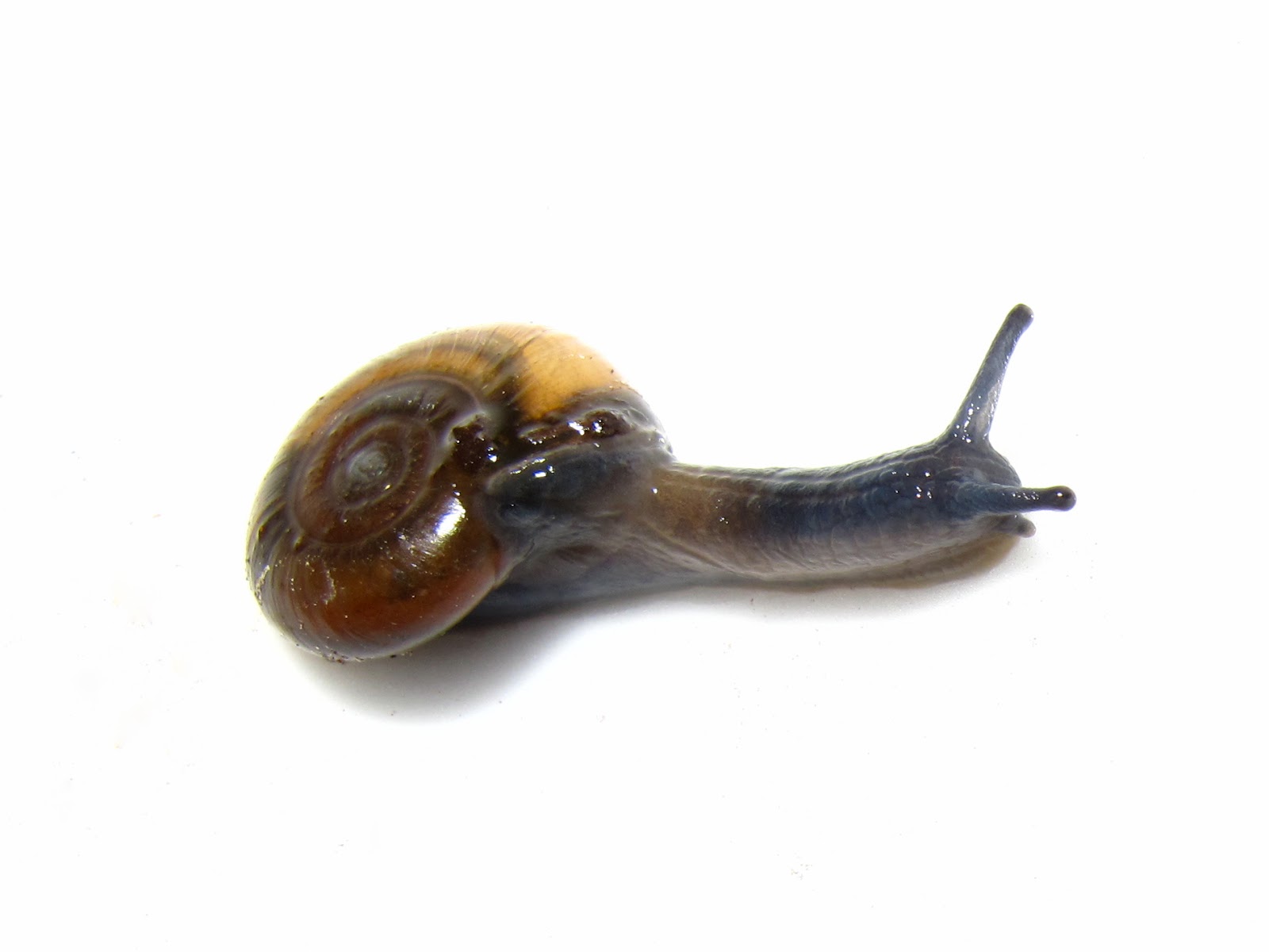 BugBlog Garden Snail Parade