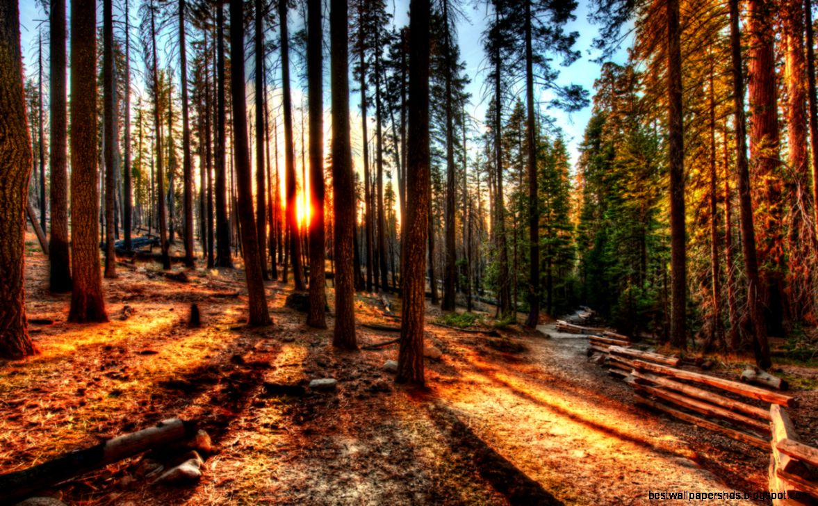 woods wallpaper 24 woods wallpaper 24