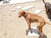 Kai the human dog :) (may )