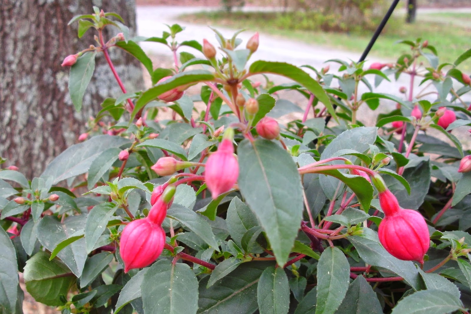 Muscari Musings Hanging fuchsia...