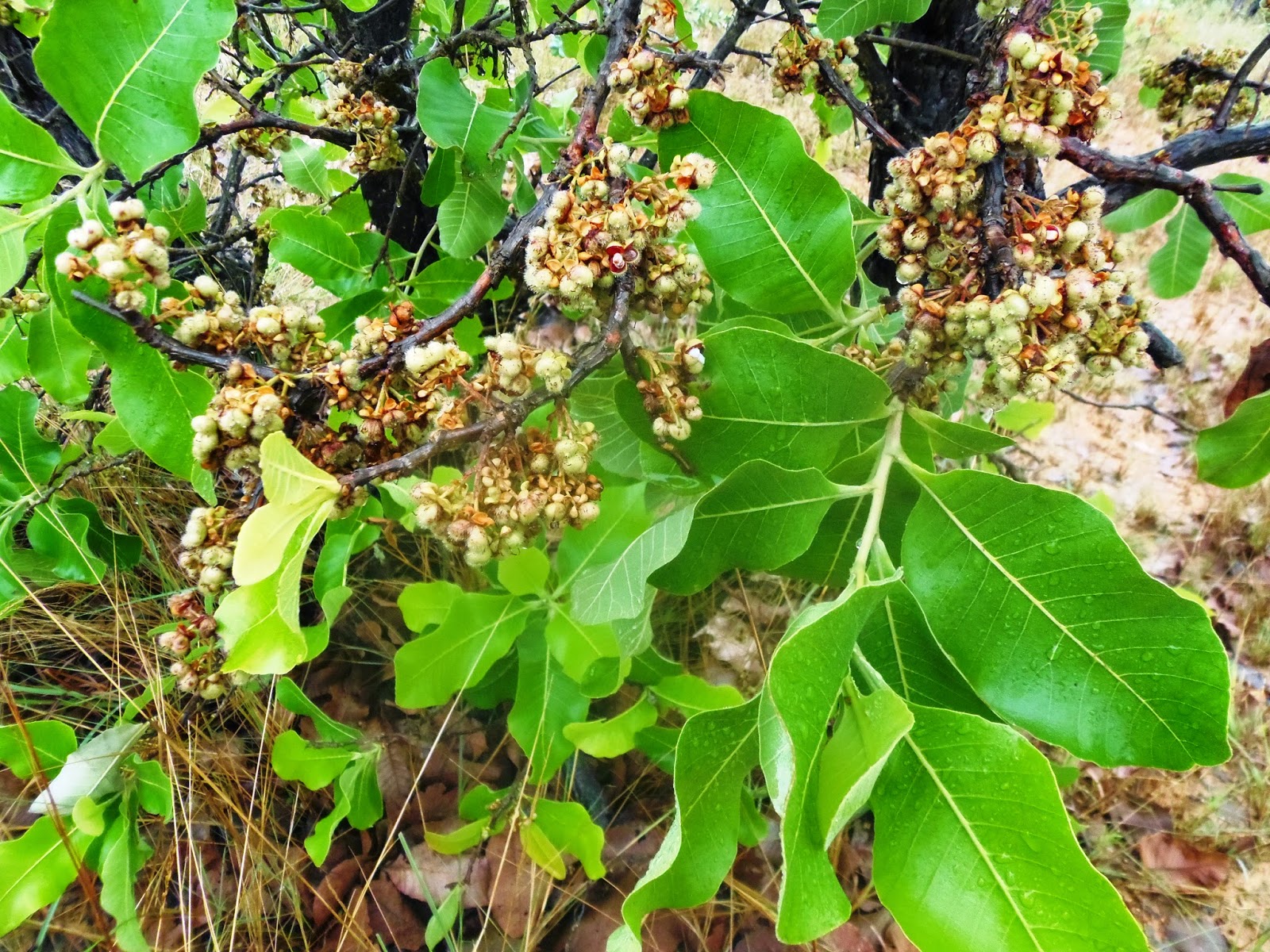 Plantas que curam Lixeira