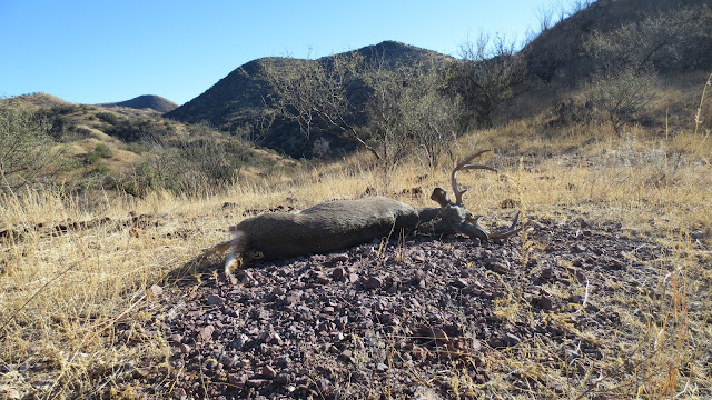 Coues%2Bdeer%2BHunting%2Bin%2BSonora%2BMexico%2Bwith%2BColburn%2Band%2BScott%2BOutfitters%2BJoe%2BHarris%2BBuck%2B11.JPG