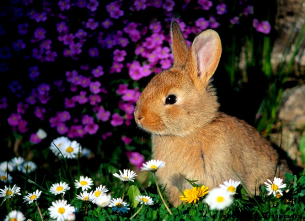 Cute Easter Rabbits Wallpaper