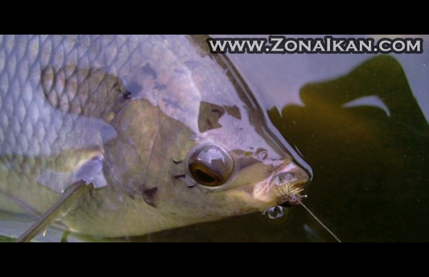 Umpan Ikan Jagung Muda Amis Belut Bagi Anda Para Mancing Mania Umpan Ikan Jagung Muda Amis Belut Bagi Anda Para Mancing Mania