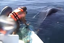 Angel saving Humpback whale