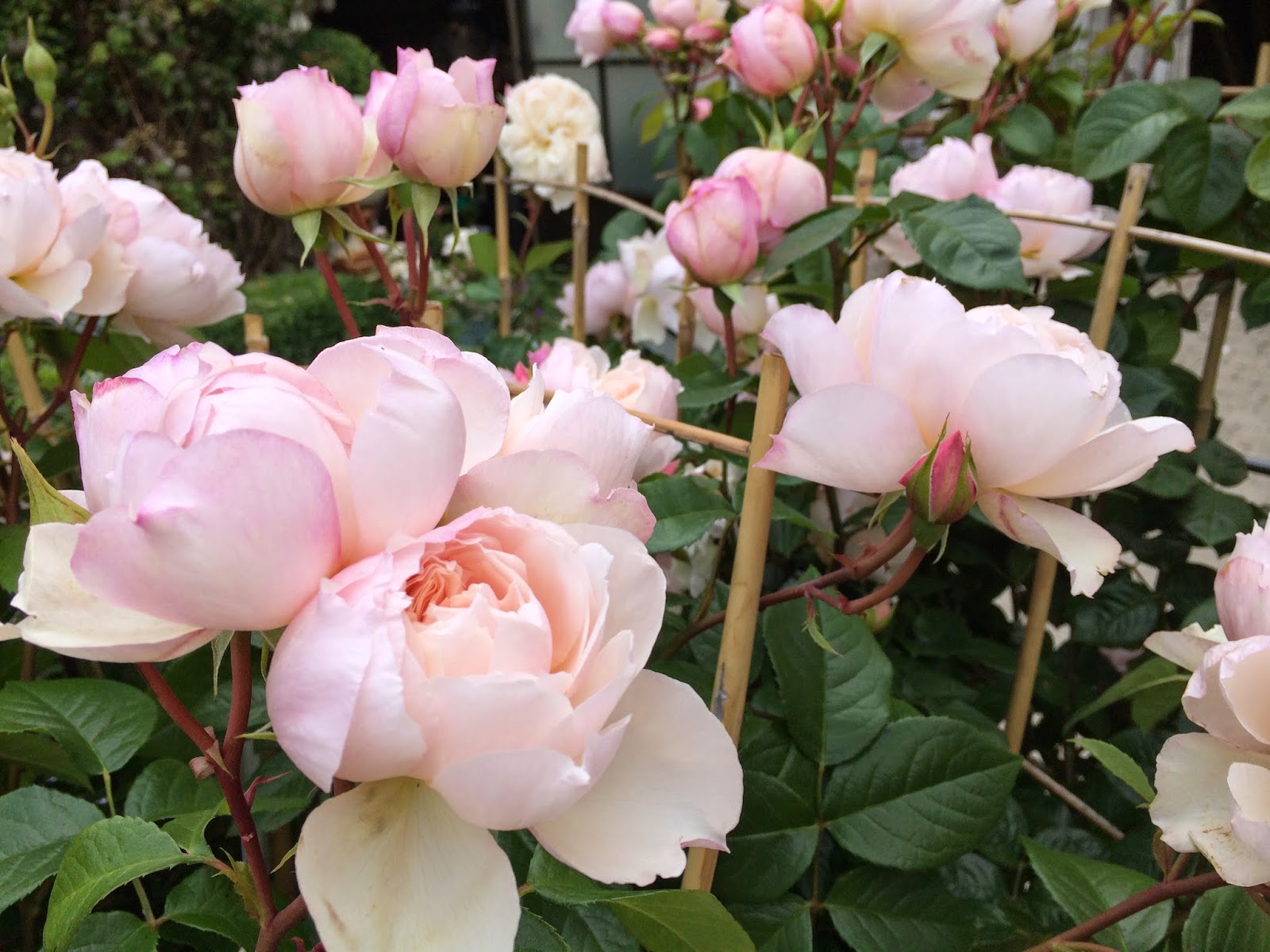 La Plus Belle Des Fleurs