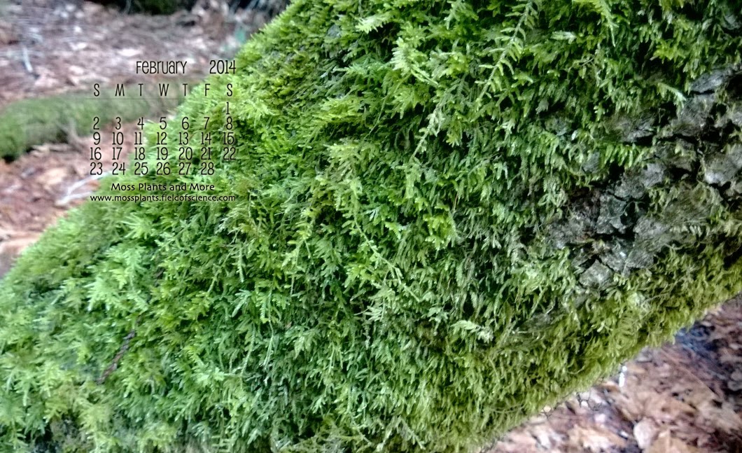 free download moss for plants free download moss for plants